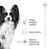 Royal Canin X-small, Cão, Seco, Ageing 12+, Alimento/Ração