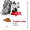 Royal Canin X-small, Cão, Seco, Ageing 12+, Alimento/Ração