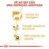Royal Canin Chihuahua Adult Húmidos Saqueta 12x85g