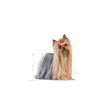 Royal Canin Yorkshire Terrier Adult Húmidos Saqueta 12x85g