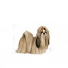 Royal Canin Shih Tzu, Cão, Seco, Adulto, Alimento/Ração