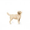 Royal Canin Labrador Retriever Adult, Cão, Húmidos, Adulto, Alimento/Ração