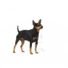 Royal Canin Mini Puppy, Cão, Húmidos, Cachorro, Alimento