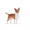 Royal Canin Mini Puppy, Cão, Húmidos, Cachorro, Alimento