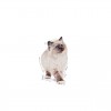 Royal Canin Kitten (Jelly), Gatinhos, Húmidos Alimento