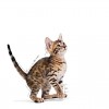 Royal Canin Kitten Sterilised (Jelly), Gatinhos, Húmidos, Alimento