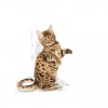 Royal Canin Gatos Sterilised (Jelly), Gatos, Húmidos, Adulto, Alimento