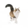 Royal Canin Sterilised (Loaf), Gatos, Húmidos, Adulto, Alimento