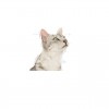 Royal Canin Gatos Ageing +12 Húmidos Saquetas 85g x 12uni.