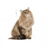 Royal Canin Gatos Ultra Light Húmidos Saquetas 85g x 12uni.