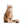 Royal Canin Gatos Digestive Sensitive Húmidos Saquetas 85g x 12uni.
