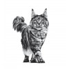Royal Canin Calm para gatos 4Kg