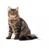 Royal Canin Urinary Care (Gravy), Gatos, Húmidos, Adulto, Alimento