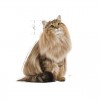 Royal Canin Urinary Care (Gravy), Gatos, Húmidos, Adulto, Alimento