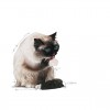 Royal Canin Hairball Care (Jelly), Gatos, Húmidos, Adulto, Alimento