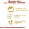 Royal Canin Persa (Loaf), Gatos, Húmidos, Alimento