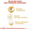 Royal Canin British Shorthair (Loaf), Gatos, Húmidos, Alimento