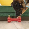 Kong Snacks Ziggies p/rechear Brinquedos - M/L (XA42E)
