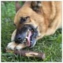 MY DOG CHEWZ Cão Snack Pau de Oliveira - Tamanho S