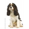 Royal Canin Cavalier King Charles Adult, Cão, Seco, Adulto, Alimentação/Ração