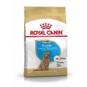 Royal Canin Poodle Puppy, Cão, Seco, Cachorro, Caniche, Alimento/Ração