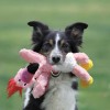 Brinquedo Kong Peluche Scrunch Knots Guaxini - Medium/Large (37cm)