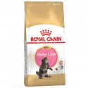 Royal Canin Maine Coon Kitten, Gatinho, Seco, Maine Coon, Alimento/Ração