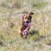 Brinquedo Trixie p/ Cão Corda Multicolorida com 2 Nós (15 cm)