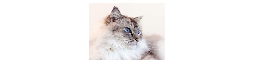 Gatos Adultos/Séniores
