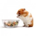 Alimentação