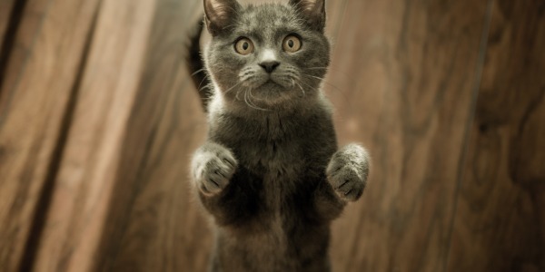 Sabia que uma alimentação mista beneficia a saúde do seu gato?